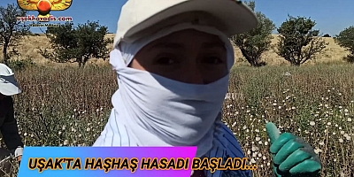 Uşak'ta Haşhaş Hasadı Başladı.