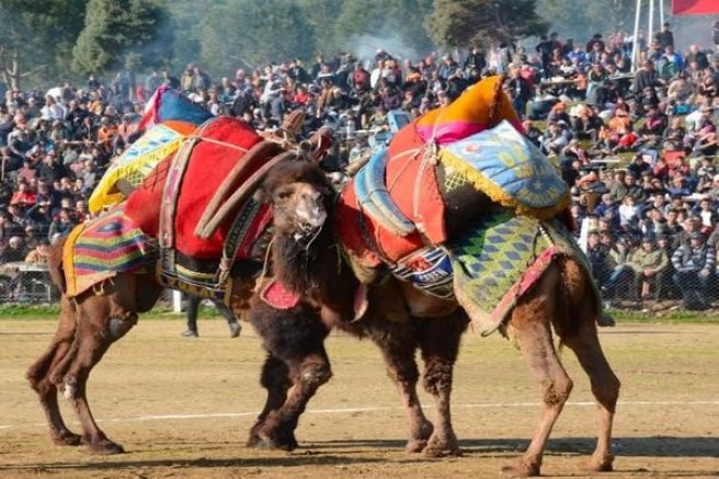 2. GELENEKSEL DEVE GÜREŞİ FESTİVALİ İZMİR BAYINDIR ÇIRPI’DA COŞKUYLA GERÇEKLEŞECEK