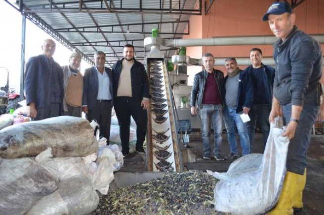 Demirci'nin Tek Zeytinyağı Fabrikası'nda Görülmemiş Yoğunluk.