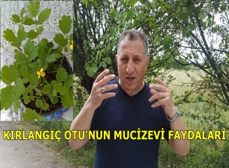 Kırlangıç Otu’nun Mucizevi Tedavisi.