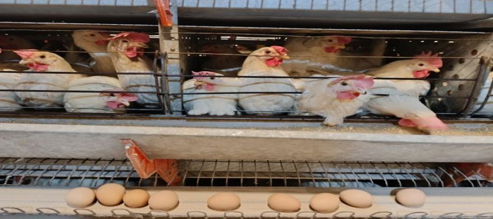 SİMAV’IN KUŞU BELDESİNDE 16 BİN TAVUKLA YUMURTA ÜRETİMİ BAŞLADI