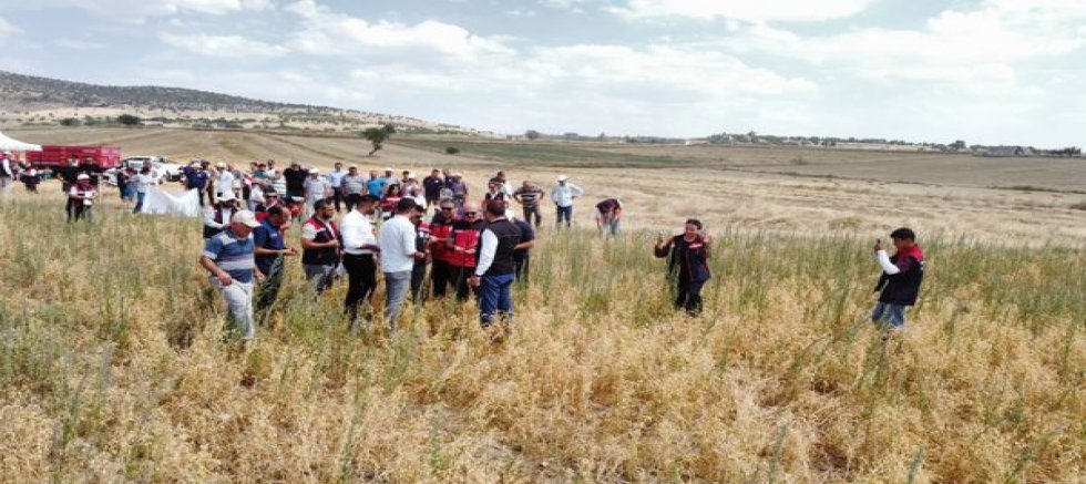 TOHUM DENİZLİ’DEN, HASAT AFYON’DAN!  BORSA-20’DE İLK HASAT HEYECANI