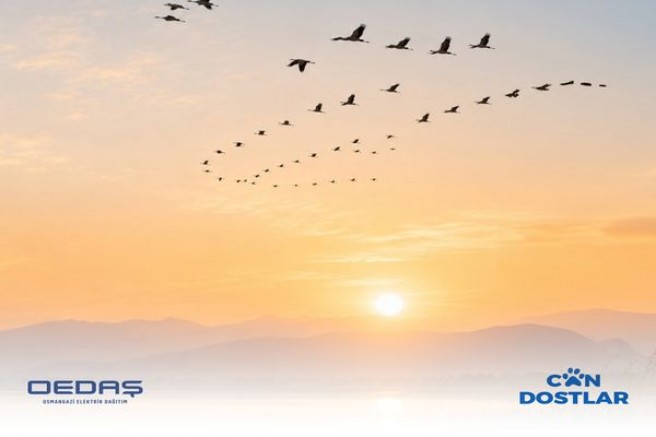 OEDAŞ 6 Bin 250 Direği Göçmen Kuşlar  İçin Güvenli Hale Getirdi