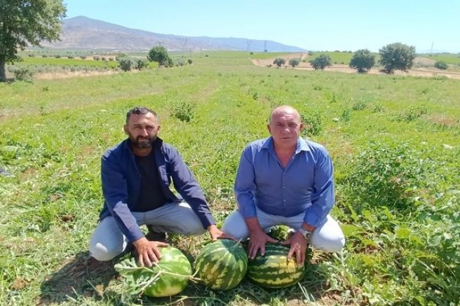 SALİHLİ POYRAZDAMLARI KARPUZU HASADINDA ÜRETİCİLER ÜZGÜN