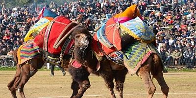 2. GELENEKSEL DEVE GÜREŞİ FESTİVALİ İZMİR BAYINDIR ÇIRPI’DA COŞKUYLA GERÇEKLEŞECEK