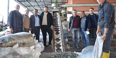 Demirci'nin Tek Zeytinyağı Fabrikası'nda Görülmemiş Yoğunluk.