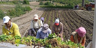 DEMİRCİ VE KÖPRÜBAŞI İLÇELERİNDE TÜTÜN DİKİMLERİ BAŞLADI