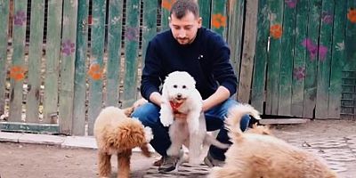 Köpeğinizin Eğitimini İhmal Etmeyin