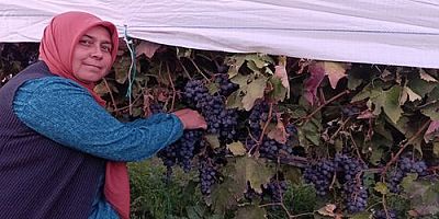 NAYLON ÖRTÜLERLE YAYLA ÜZÜMÜNDE VERİM DEVRİMİ