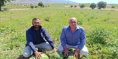 SALİHLİ POYRAZDAMLARI KARPUZU HASADINDA ÜRETİCİLER ÜZGÜN